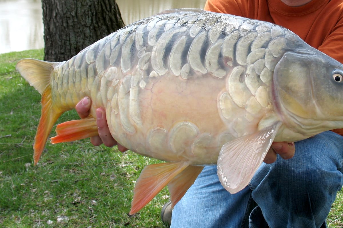 Boilies Carpe : Guide Complet des Bouillettes