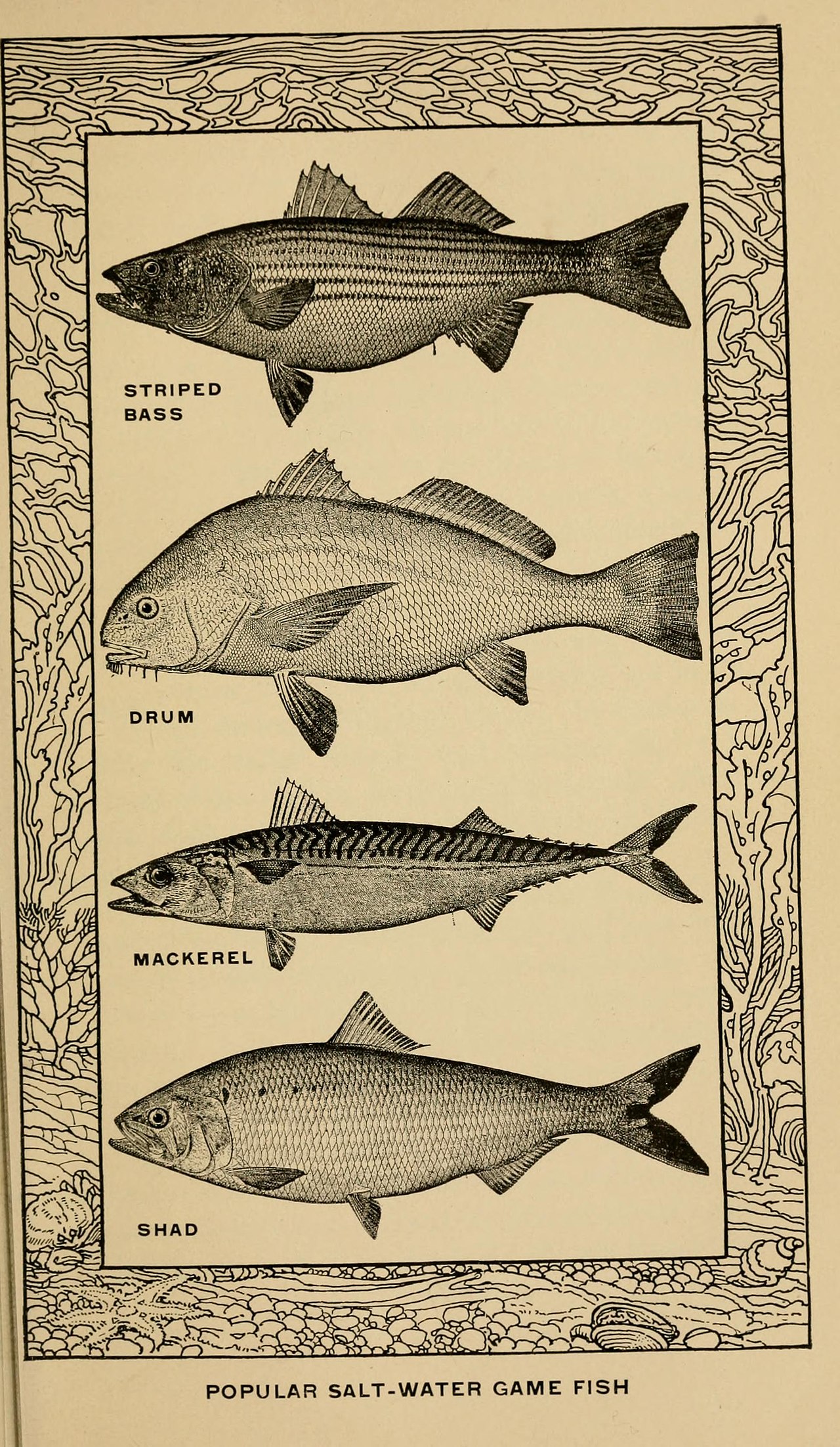 Montage Carolina : Guide Complet Technique et Astuces