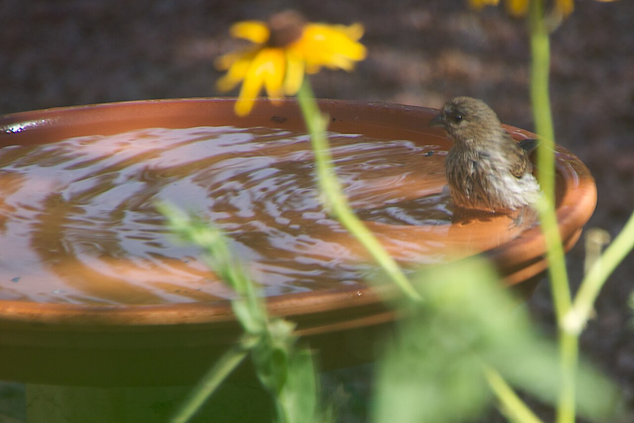 5 Montages Pêche en Étang : Guide Pas-à-Pas avec Schémas