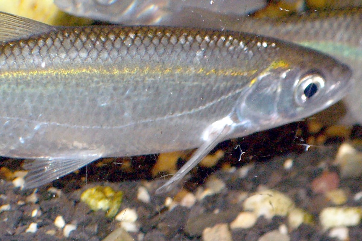 Pêche de l'Ablette : Techniques au Coup et Montages Ultra-Fins