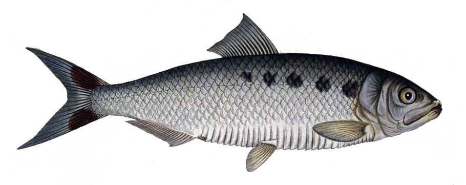 Illustration de Aloses (Alosa spp.)