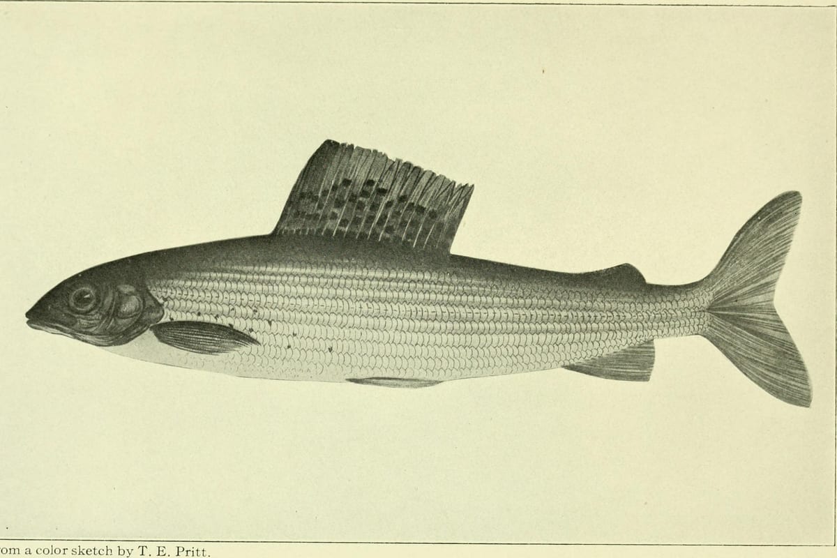 Pêche au Waggler : Maîtriser le Flotteur Coulissant Fixé par le Bas