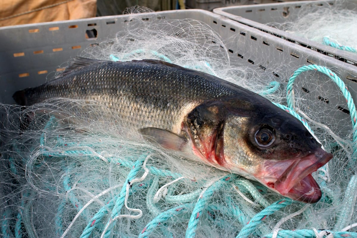Pêche du Bar au Leurre : Guide Complet Techniques et Leurres
