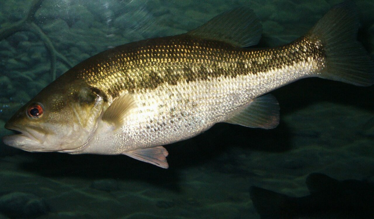 Pêche au Black Bass en France : Guide Complet 2026 (Spots, Leurres, Réglementation)