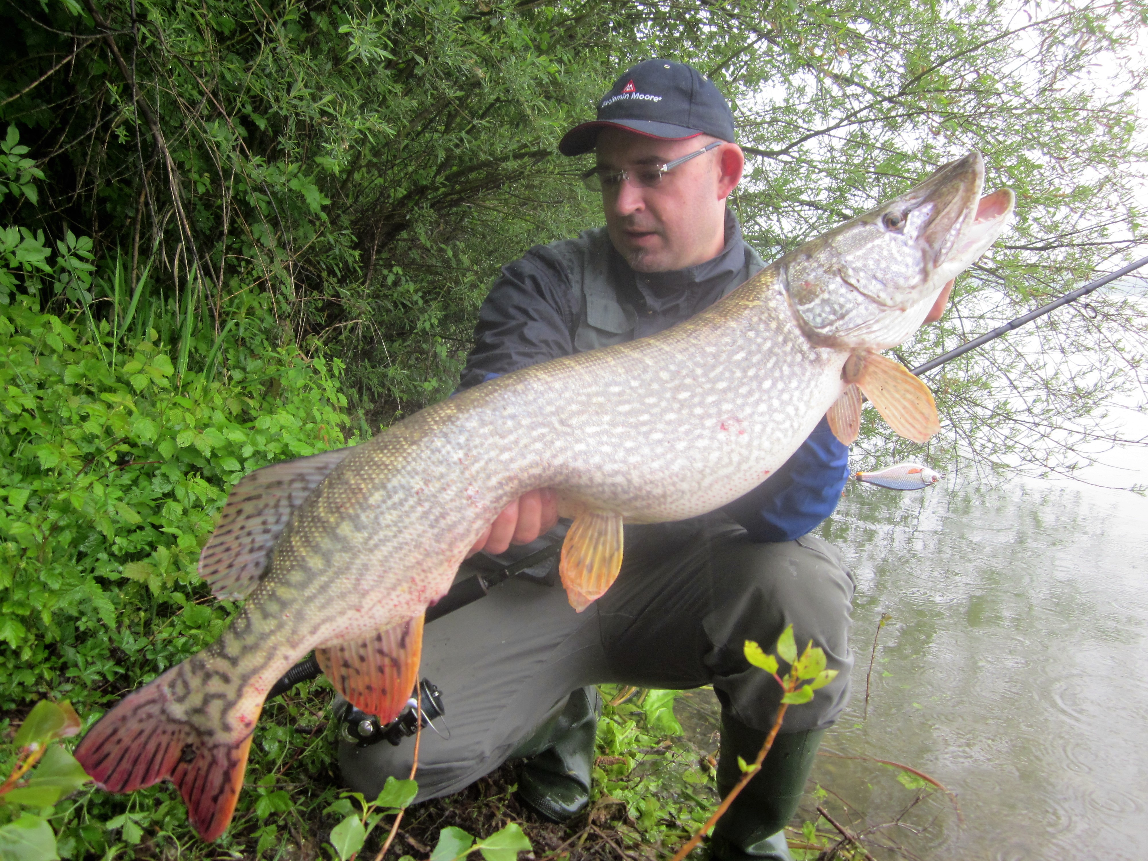 Illustration de Brochet (Esox lucius)