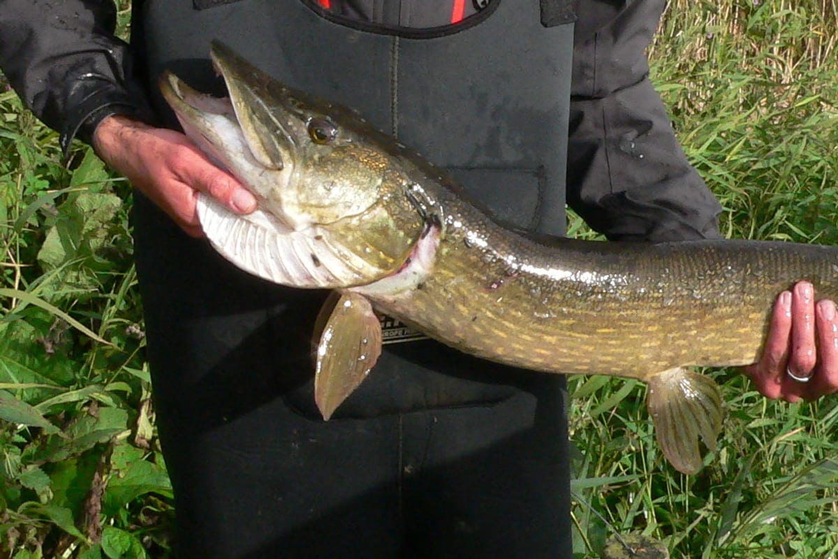 Pêche du Brochet au Printemps : Stratégies Post-Fraie 2026