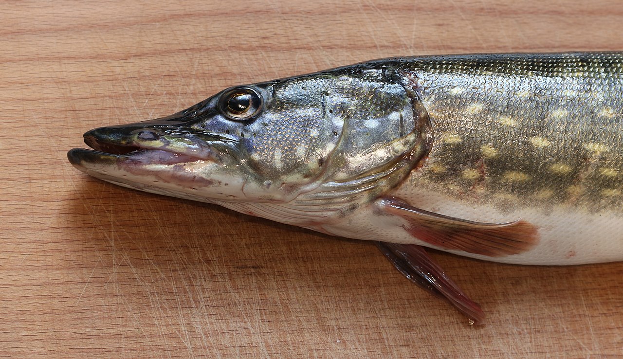 Pêche du Brochet : Techniques, Saisons et Matériel