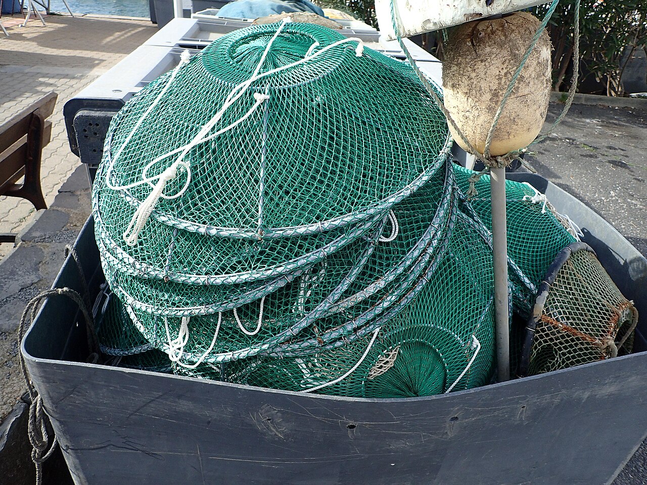 Pêche aux Carnassiers pour Débutants — Guide Complet 2026