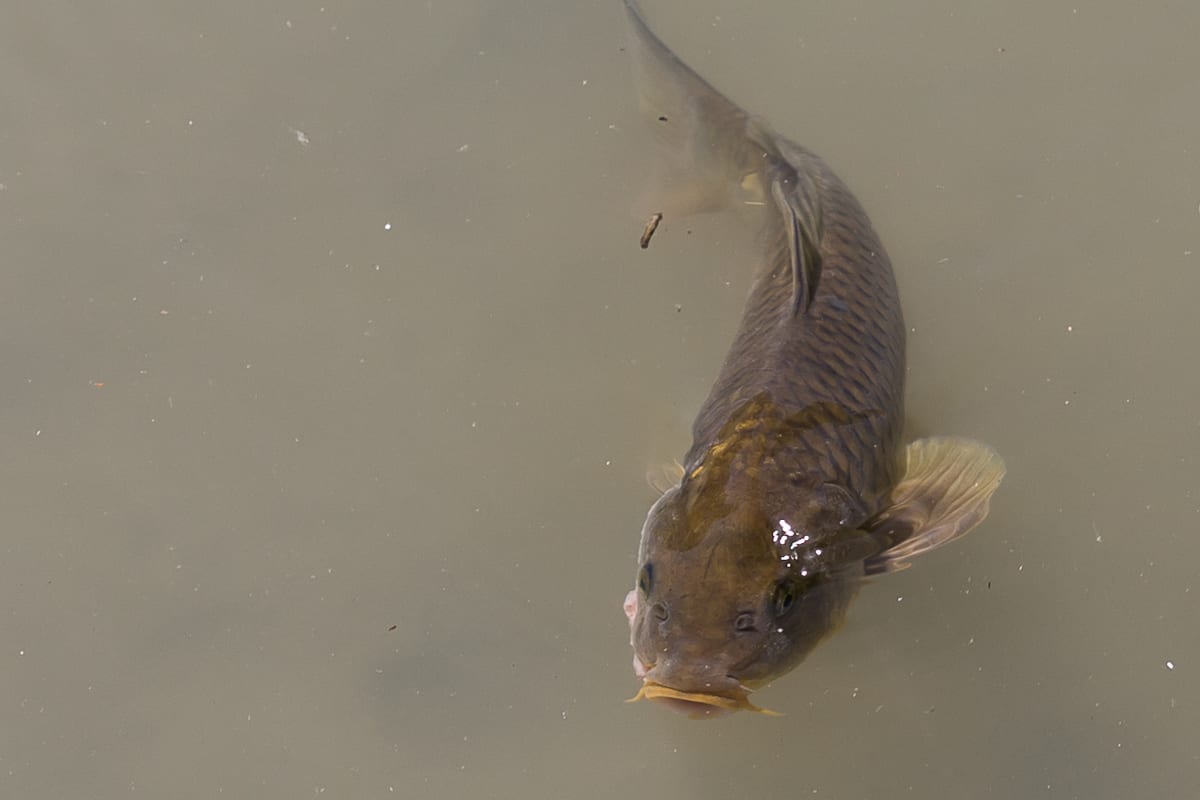 Pêche Carpe en Été : Stratégies et Sessions de Nuit