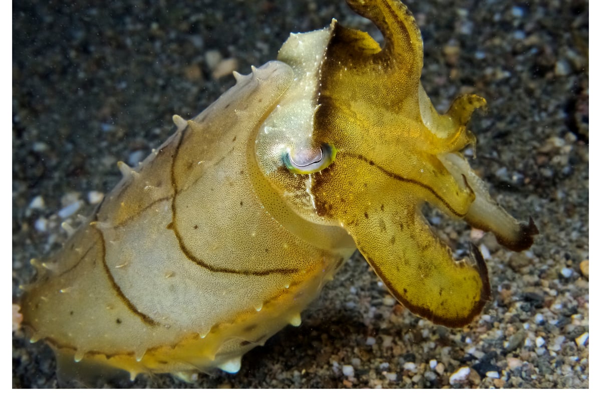 Pêche de la Seiche : Techniques Eging et du Bord