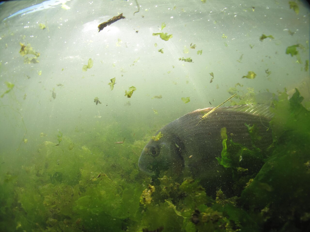 Pêche de la Dorade Royale : Guide Complet