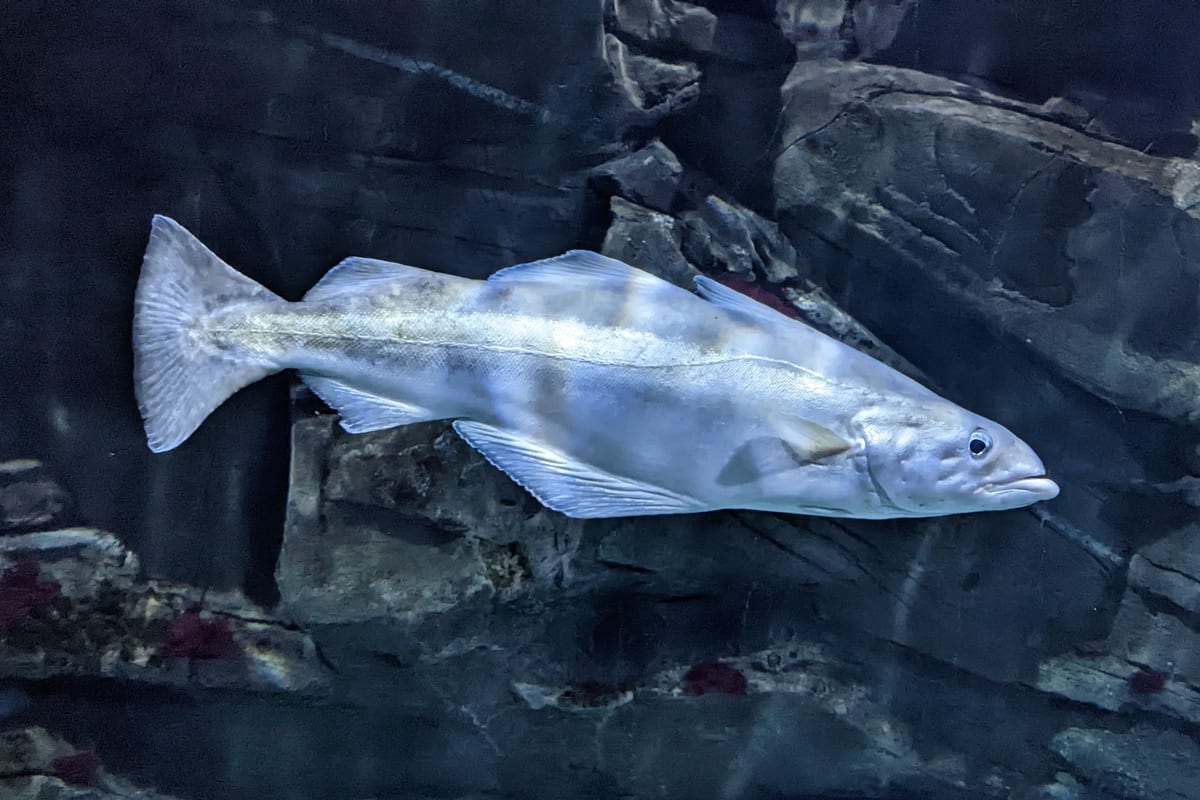 Pêche du Lieu Jaune : Techniques du Bord et en Bateau