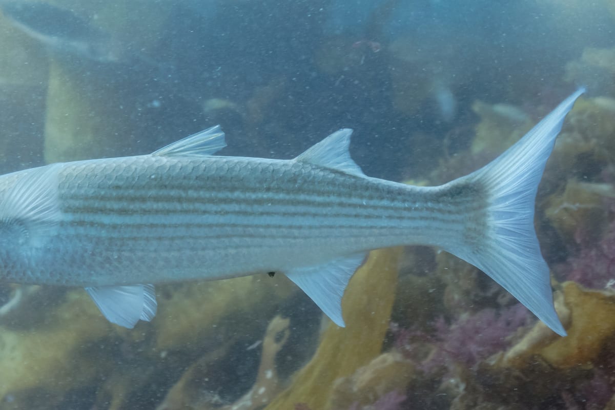 Pêche du Mulet : Techniques en Port et en Mer