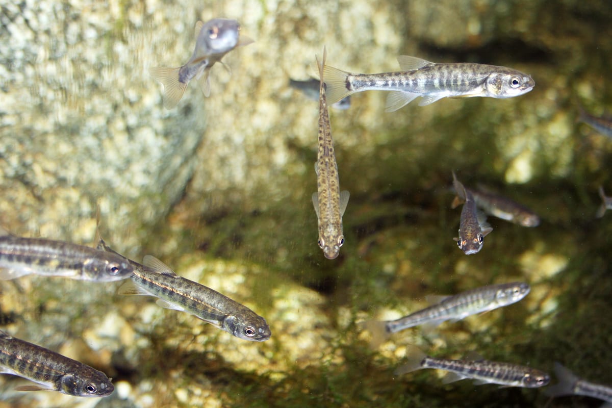 Pêche du Vairon : Capture et Utilisation comme Appât