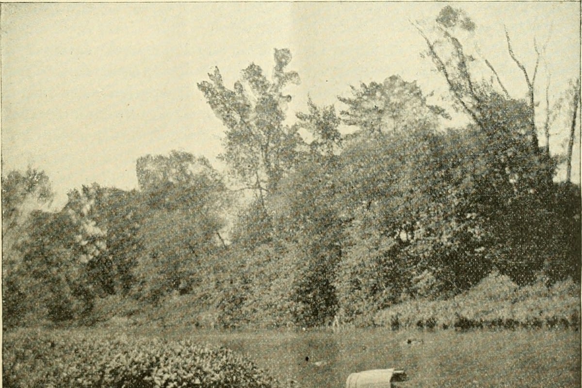 Pêche au feeder en étang : guide complet method feeder