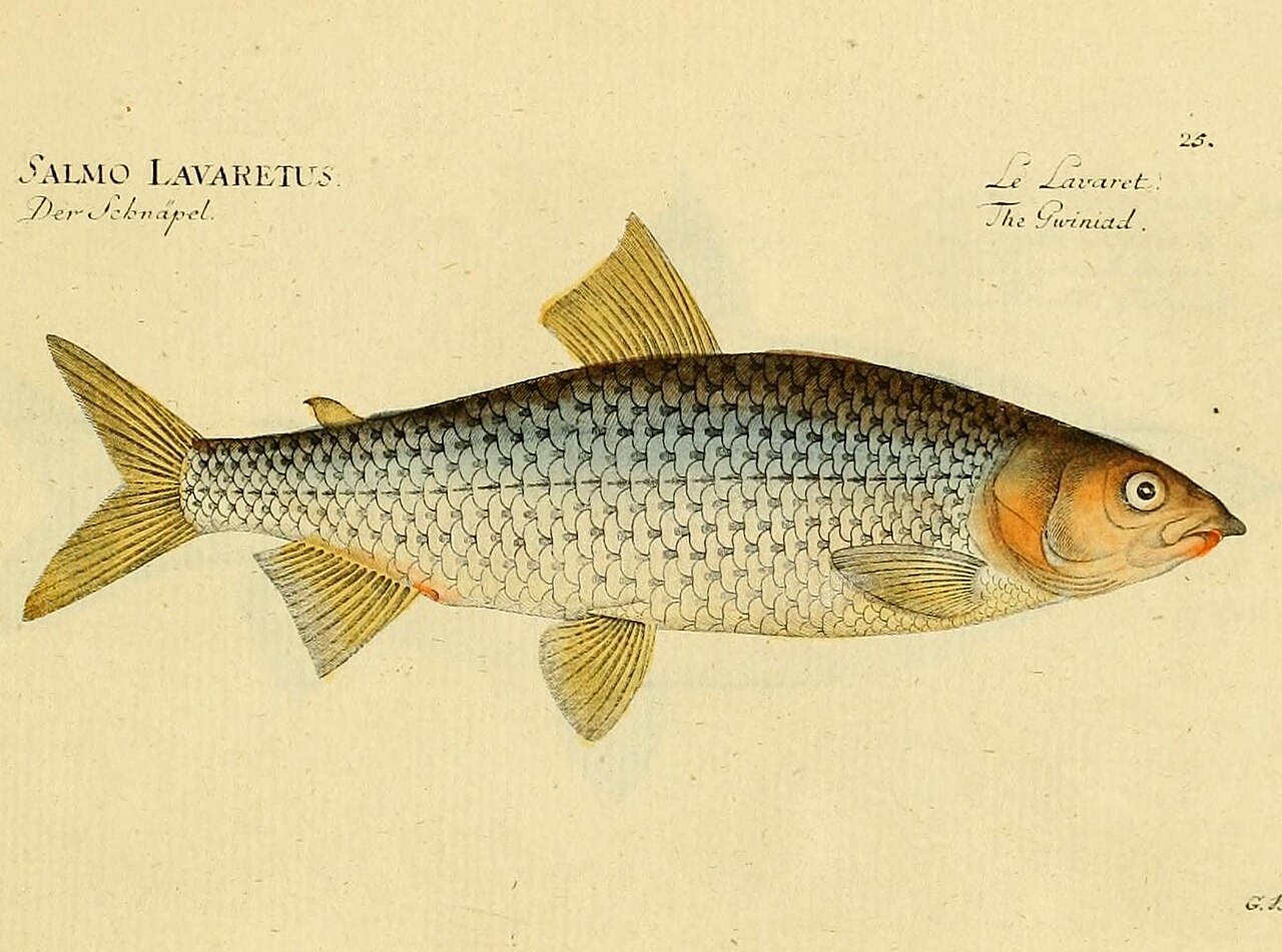 Illustration de Corégone / féra (Coregonus spp.)