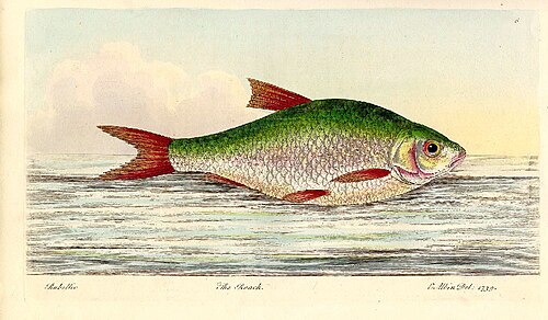 Pêche du Gardon : Techniques, Amorces et Montages