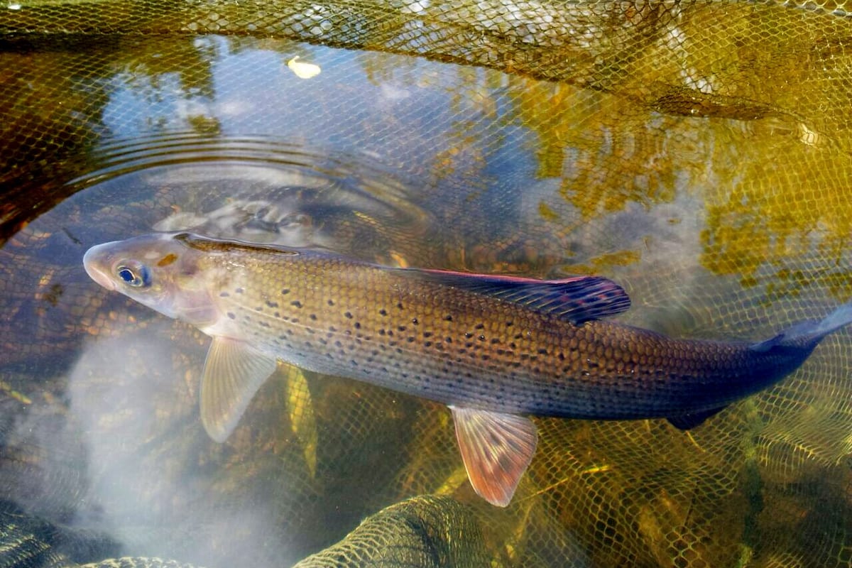 Pêche de l'Ombre Commun : Techniques, Montages et Conseils
