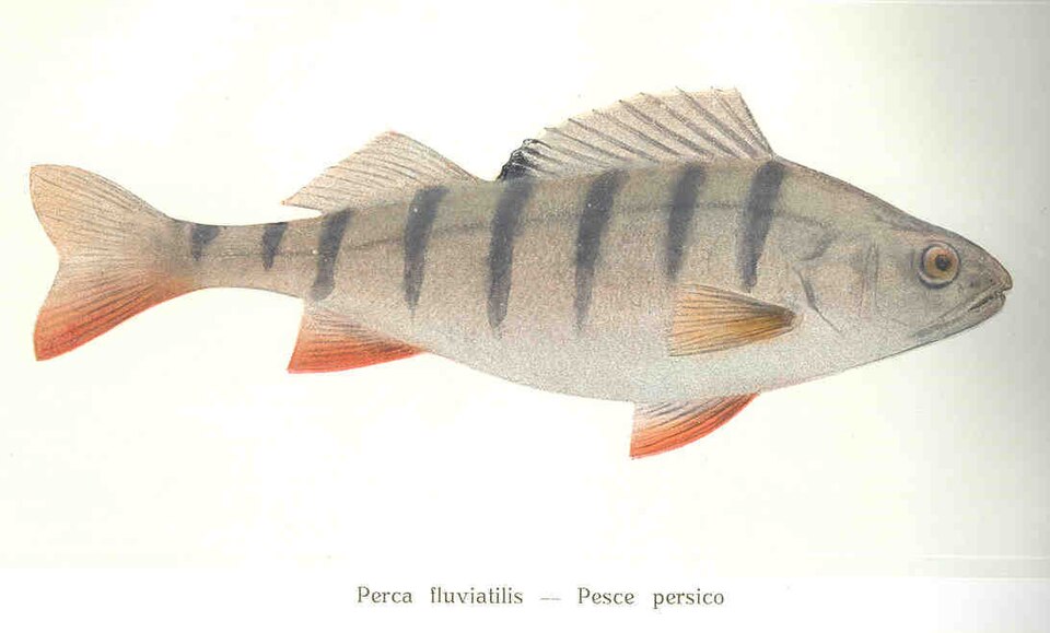 Pêche de la Perche : Guide Complet Techniques et Saisons