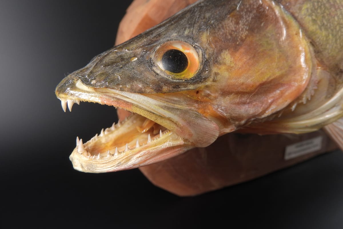 Pêche du sandre de nuit : techniques, leurres et spots