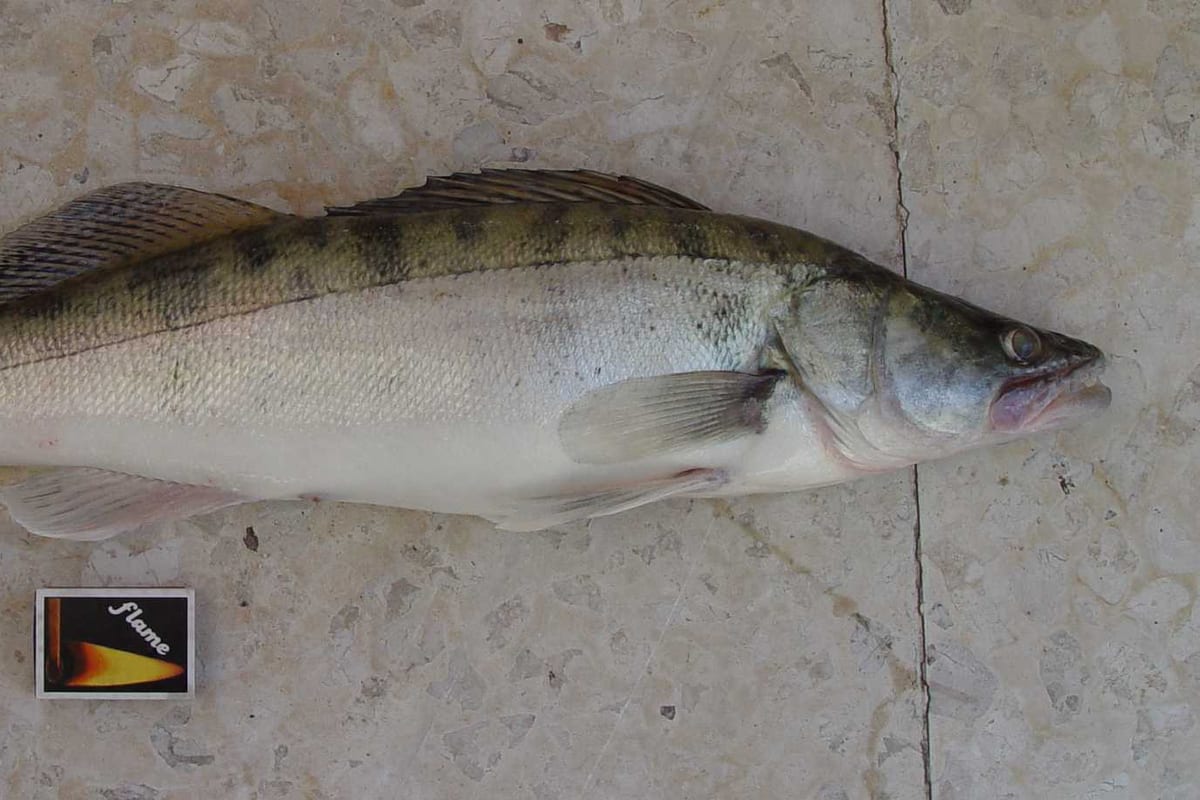 Pêche du Sandre au Printemps : Techniques et Spots 2026