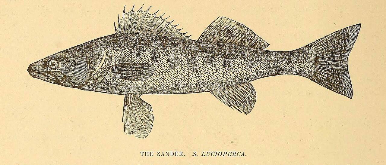 Pêche du sandre en rivière : techniques et postes clés