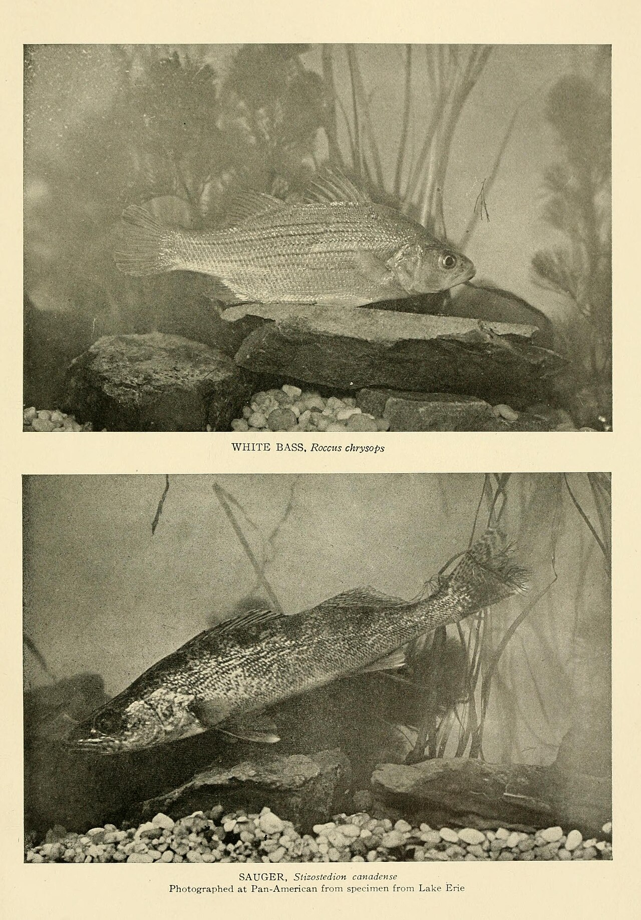 Pêche du Sandre au Vif : Montages, Techniques et Meilleurs Postes