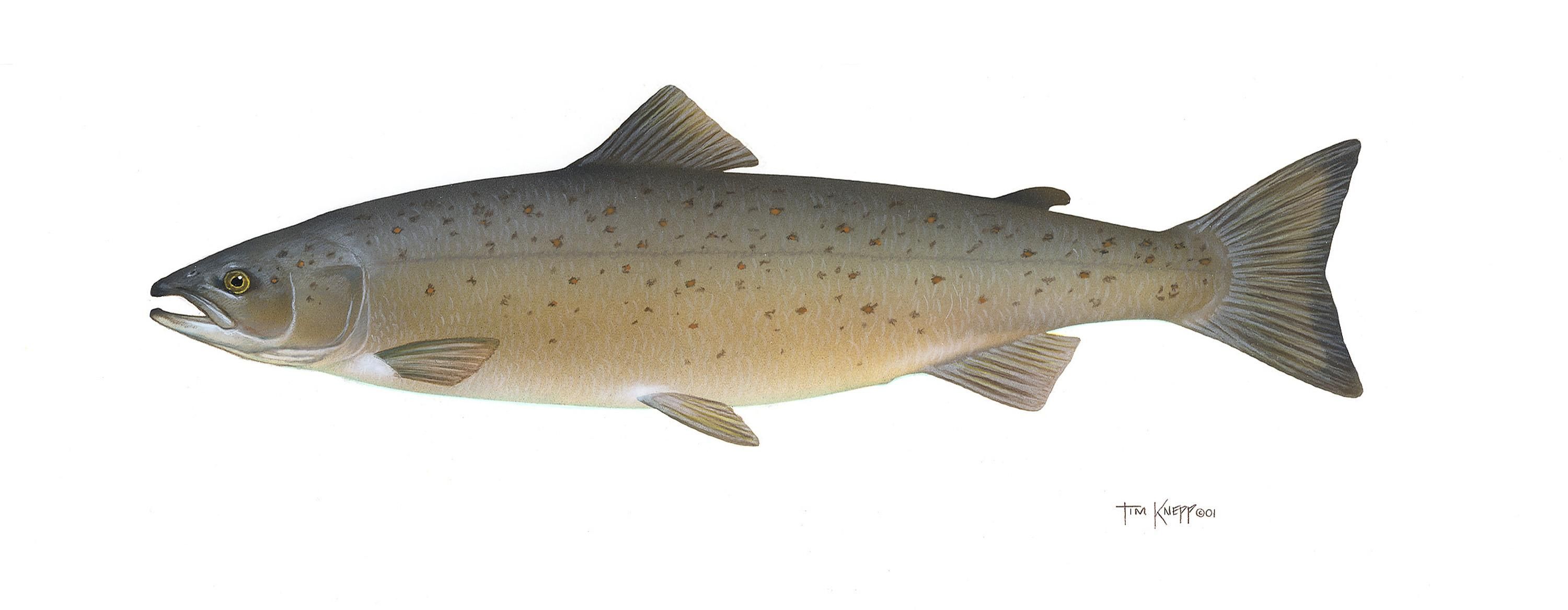 Illustration de Saumon (Salmo salar)