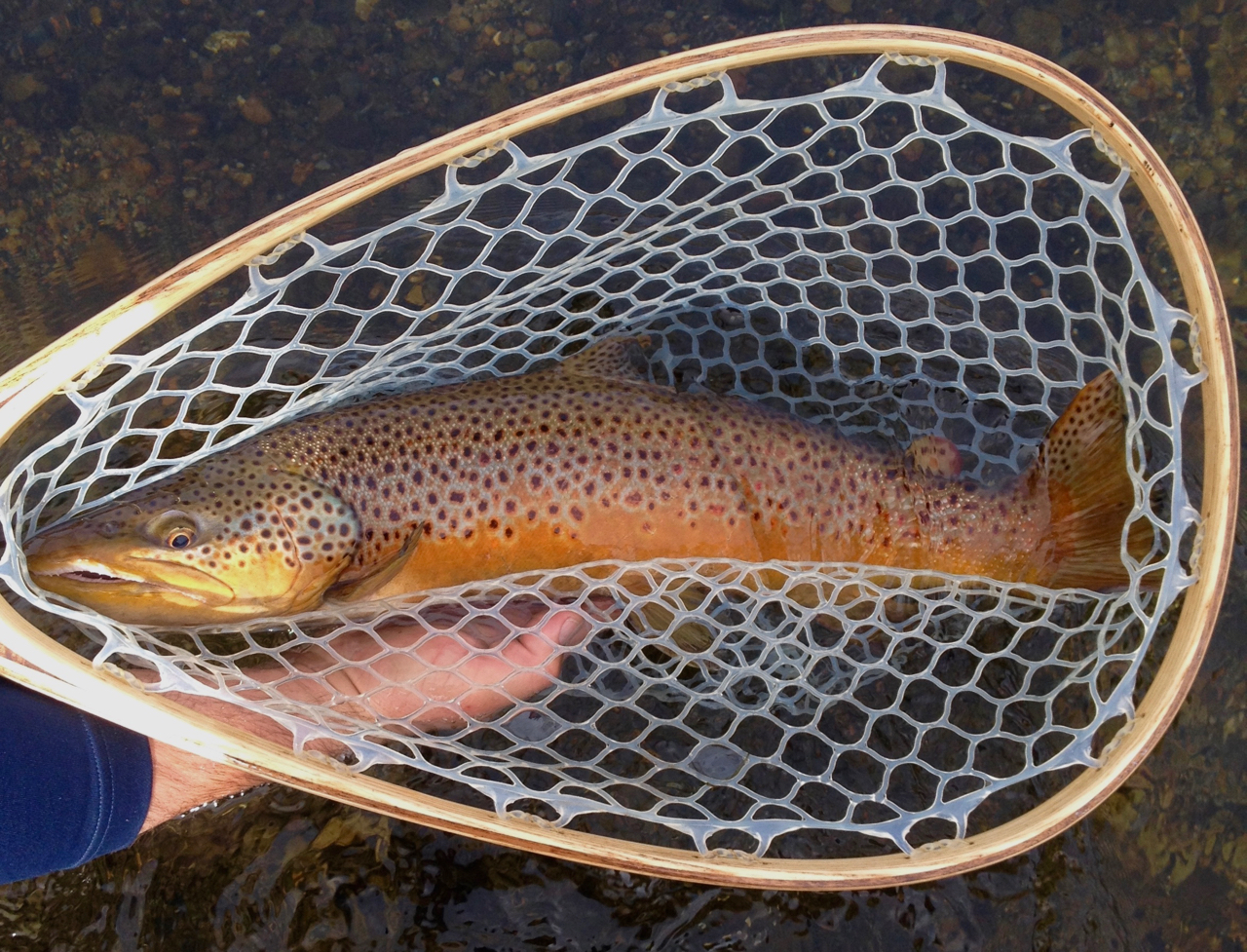 Illustration de Truites (Salmo trutta et spp.)