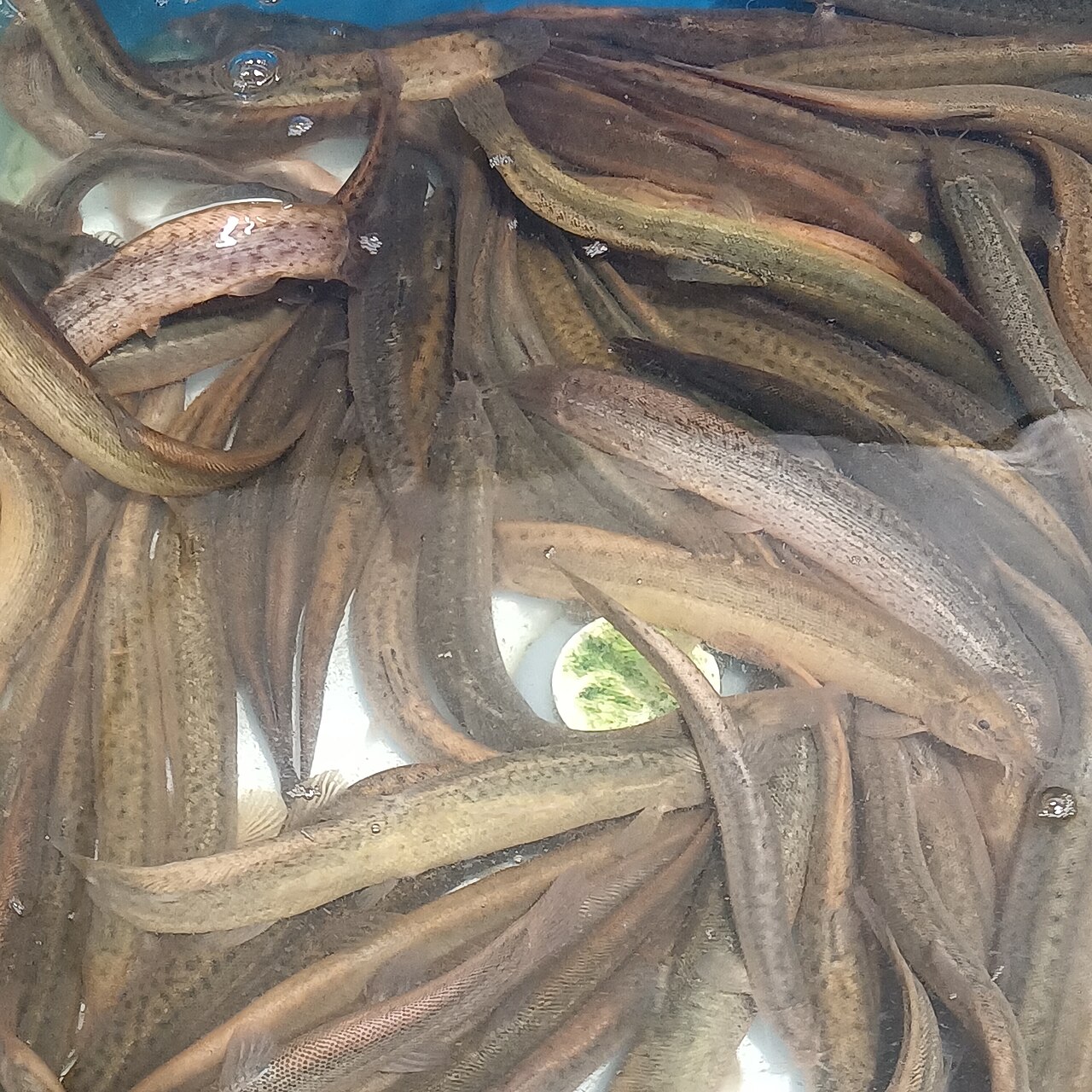 Quels Poissons Pêcher en Étang ? Les 8 Espèces Incontournables