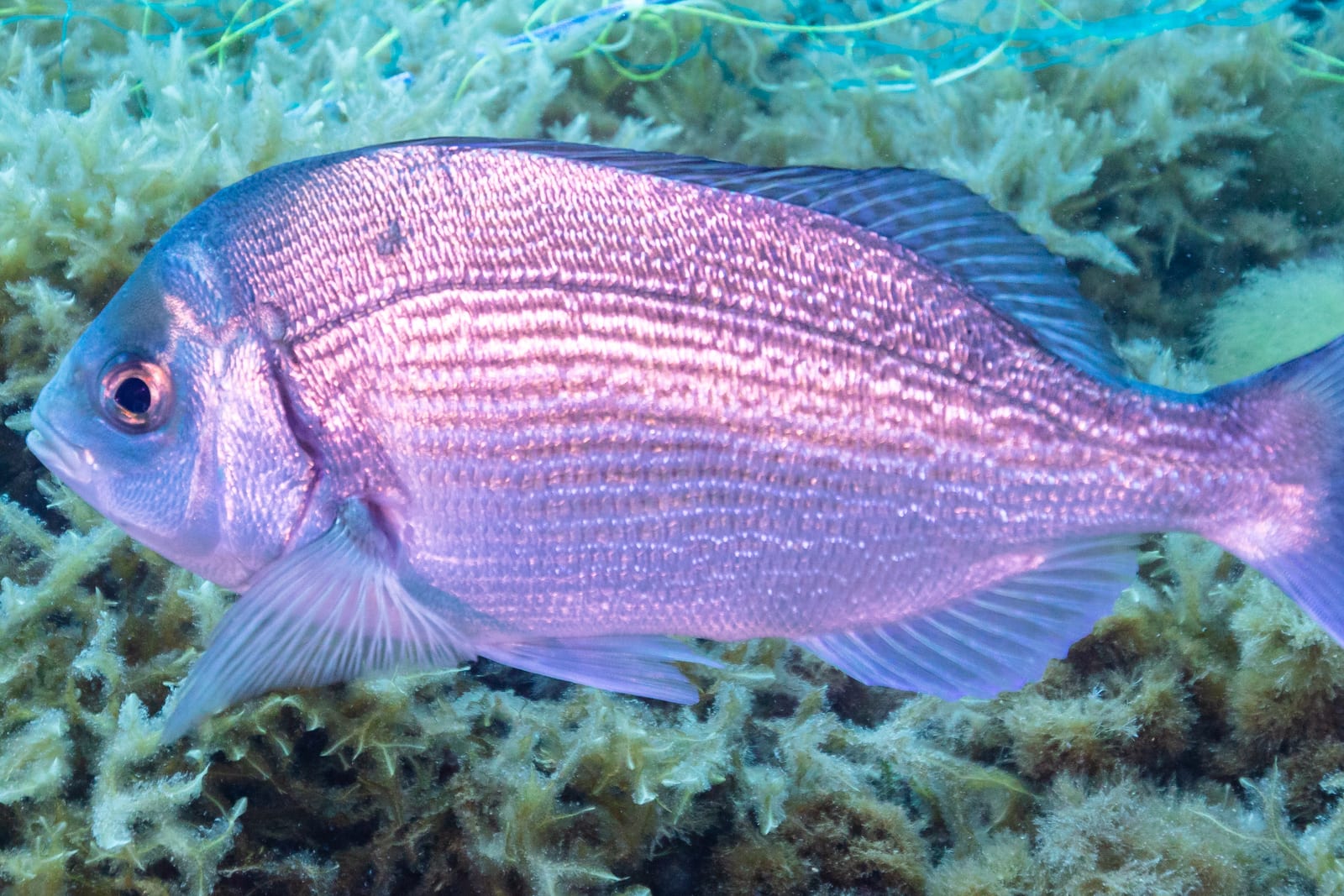 Illustration de Dorade grise (Spondyliosoma cantharus)