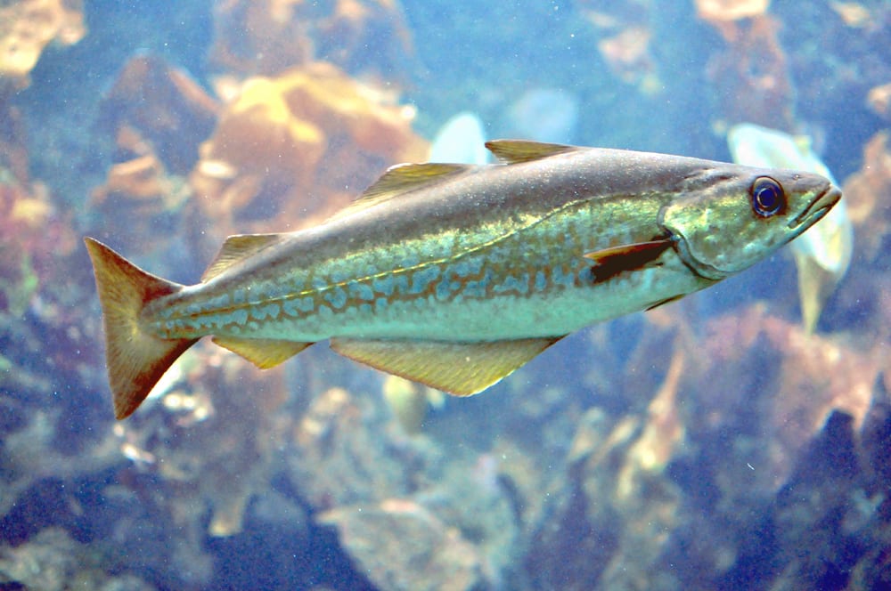 Illustration de Lieu jaune (Pollachius pollachius)