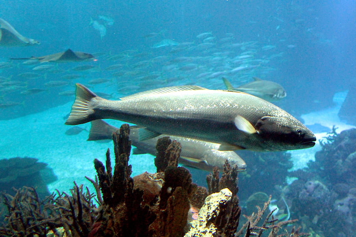 Illustration de Maigre (Argyrosomus regius)