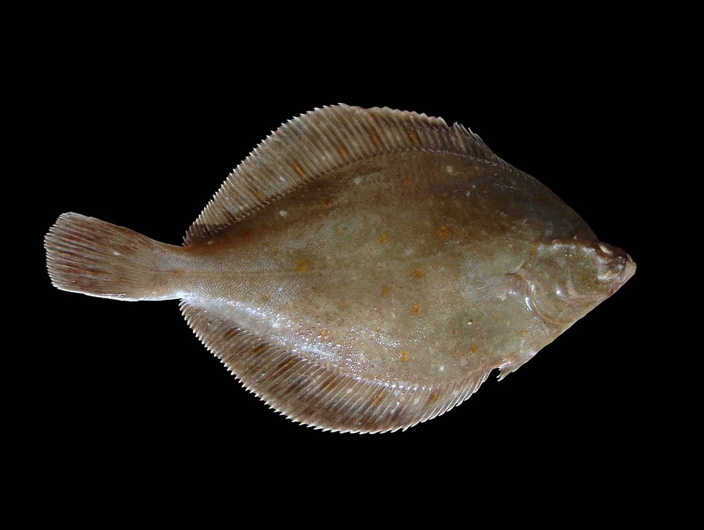 Illustration de Plie / carrelet (Pleuronectes platessa)