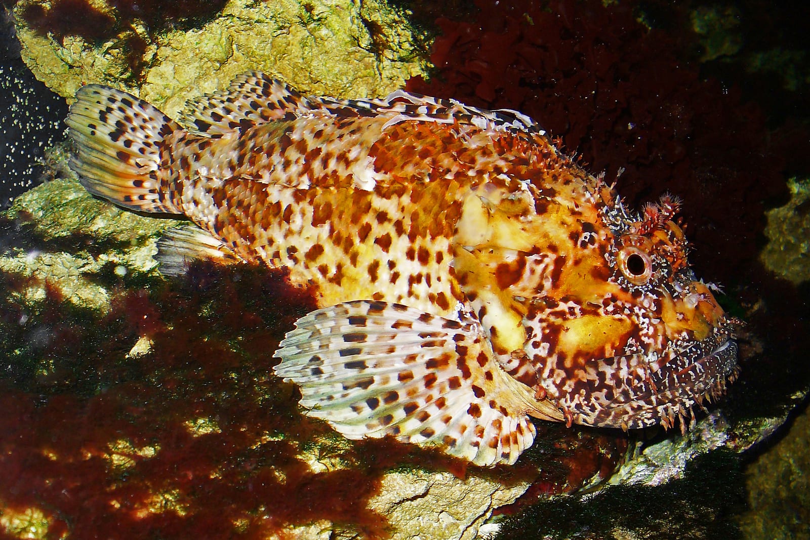 Illustration de Chapon (Scorpaena scrofa)