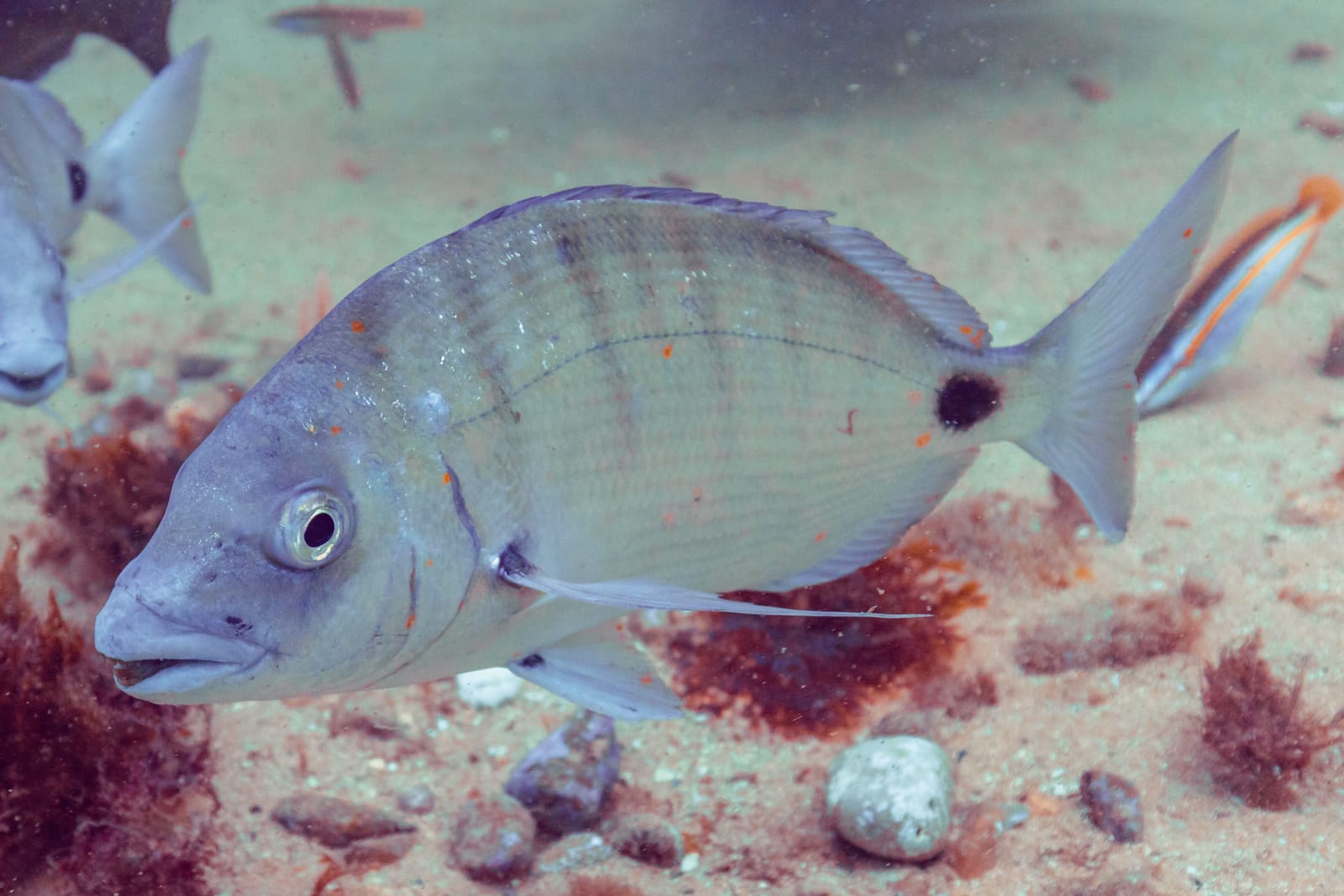Illustration de Sar commun (Diplodus sargus)