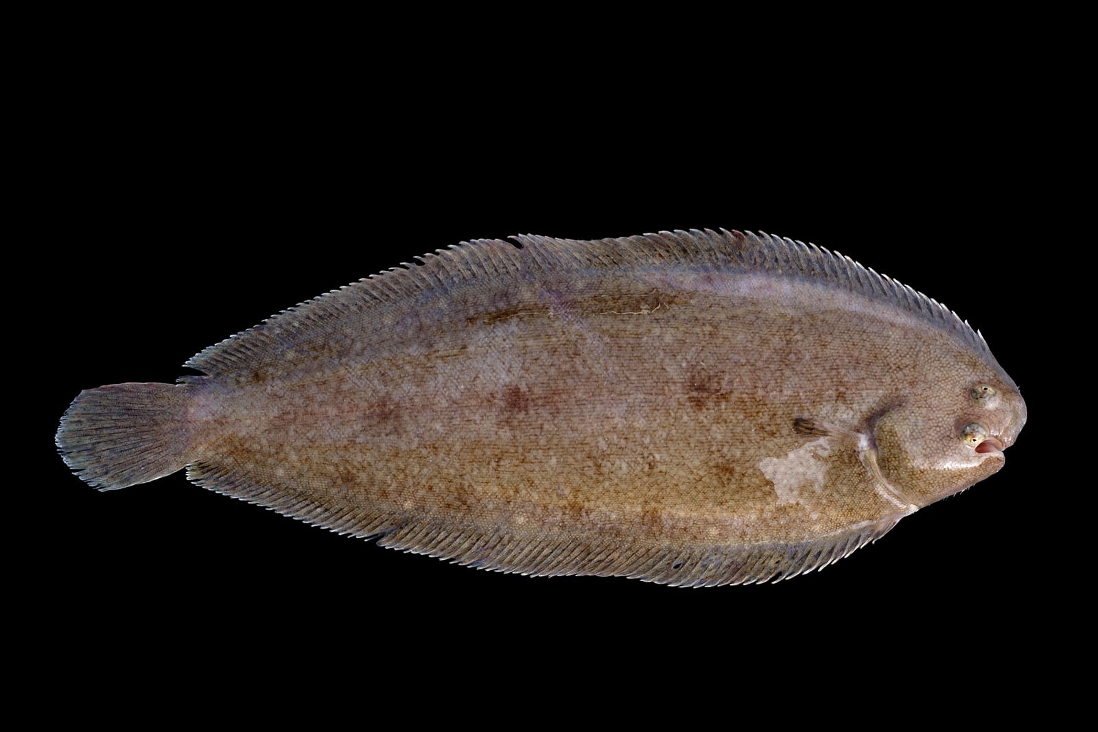 Illustration de Soles (Solea spp.)
