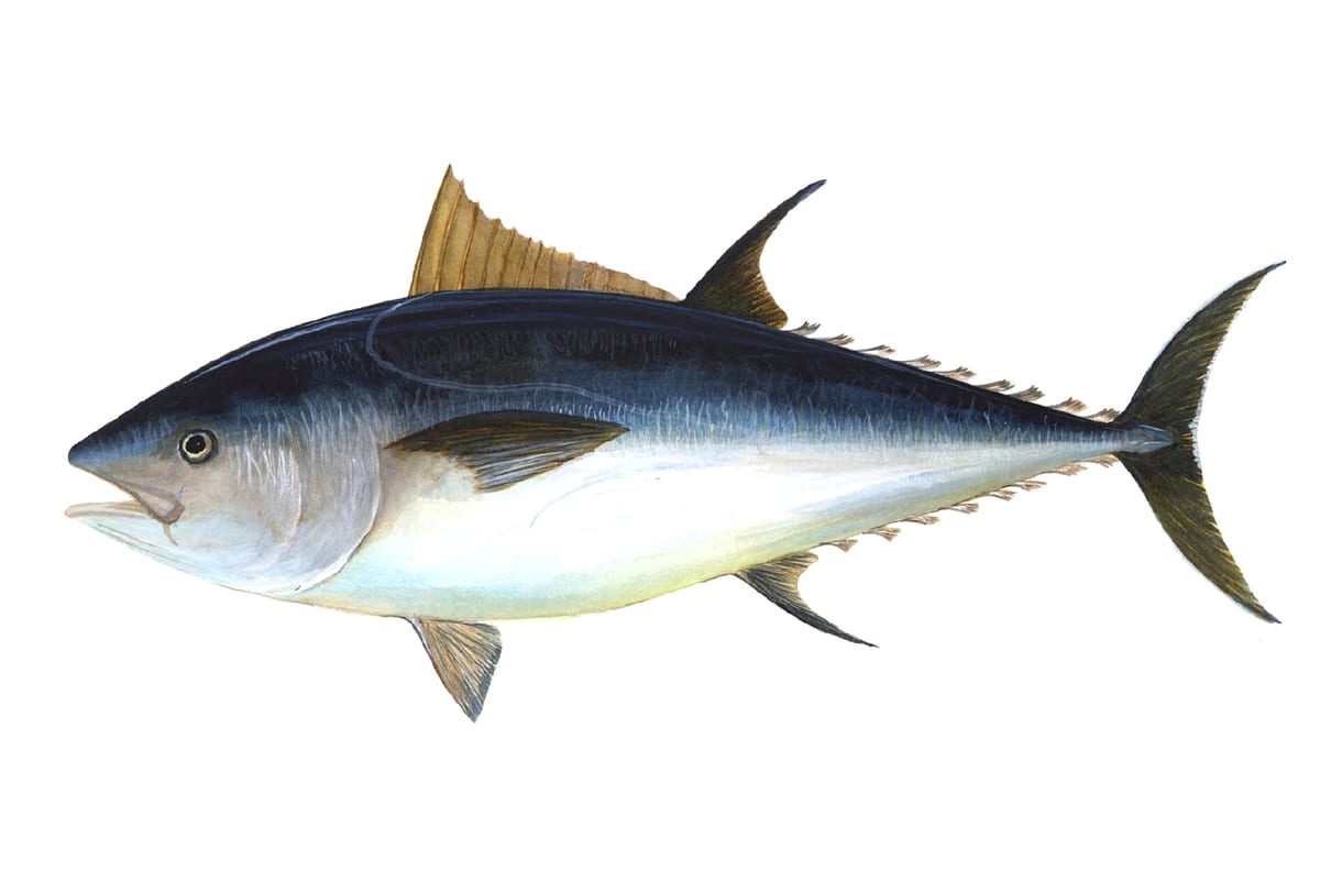 Illustration de Thon rouge (Thunnus thynnus)