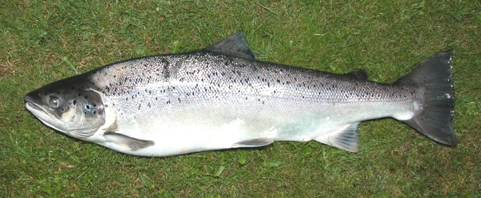 Illustration de Truite de mer (Salmo trutta)