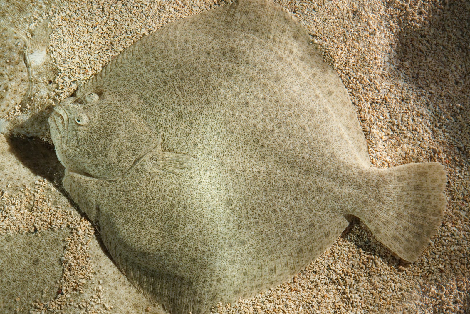 Illustration de Turbot (Scophthalmus maximus)